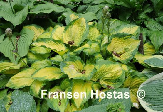 Hosta Old Glory